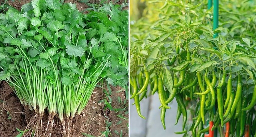 हरियो खुर्सानी र धनियाँलाई लामो समय ताजा राख्ने के गर्ने ?