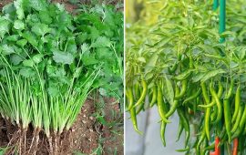 हरियो खुर्सानी र धनियाँलाई लामो समय ताजा राख्ने के गर्ने ?