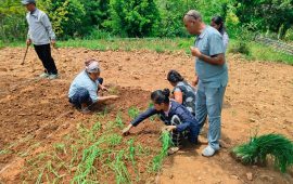 धनकुटामा खोजिंदै कोदोको उपयुक्त जात, बारीमै वैज्ञानिक परीक्षण