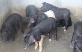 पौवादुङमा महिलालाई आत्मनिर्भर बनाउन बङ्गुर पालनमा अनुदान
