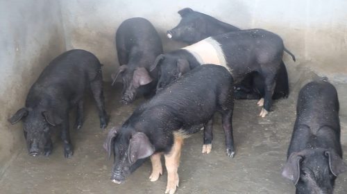 पौवादुङमा महिलालाई आत्मनिर्भर बनाउन बङ्गुर पालनमा अनुदान