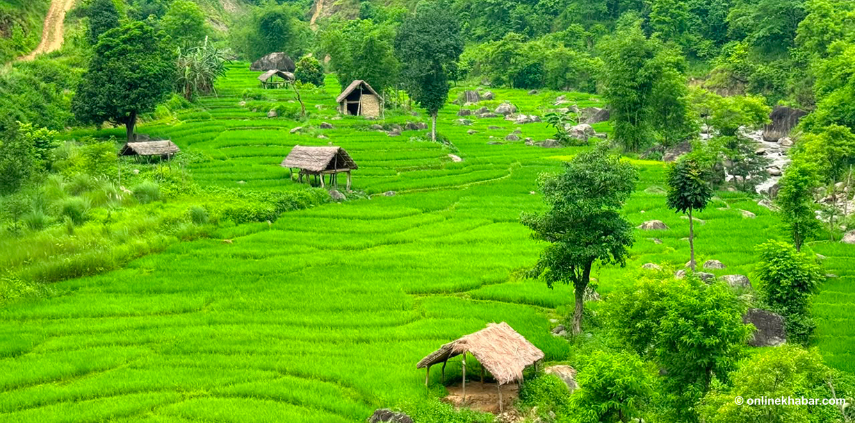 पिङवा खोला दोभानमा मंसिरे धानखेती : बाँदर आतंकले चिन्ता