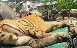 चितवनमा बस्ती पसेको बाघको आक्रमणबाट एक जना घाइते
