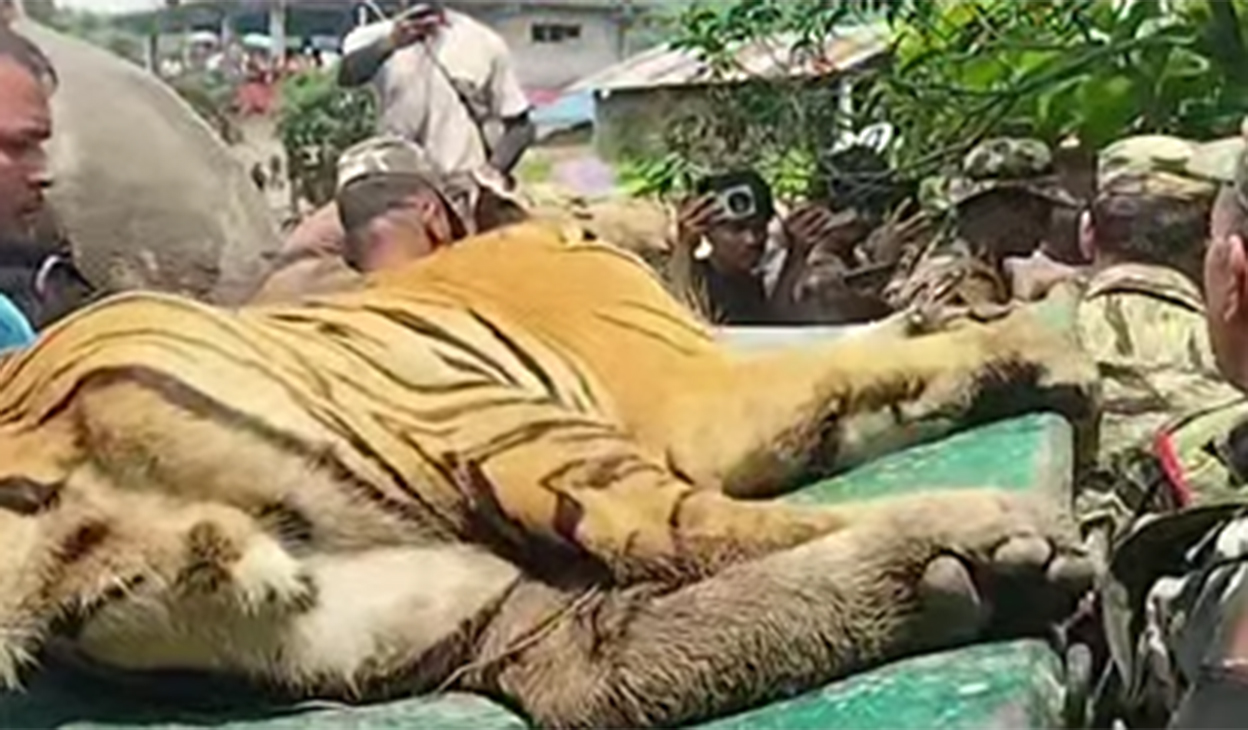चितवनमा बस्ती पसेको बाघको आक्रमणबाट एक जना घाइते