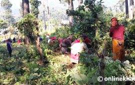 चेपाङ ज्ञान प्रयोग गरेर बाढीपहिरो नियन्त्रण