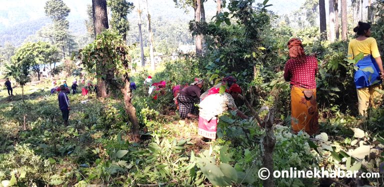 चेपाङ ज्ञान प्रयोग गरेर बाढीपहिरो नियन्त्रण