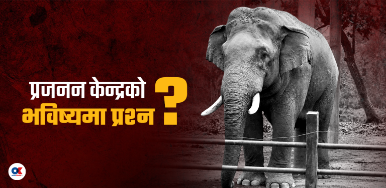 जंगली हात्ती रोनाल्डोको मृत्युले उठाएका प्रश्न