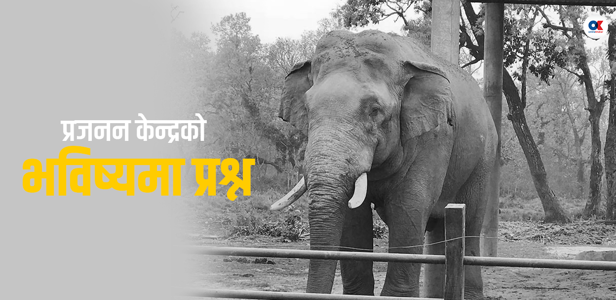 जंगली हात्ती रोनाल्डोको मृत्युले उठाएका प्रश्न