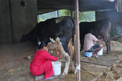 साउदीबाट फर्केर गाउँमै गाईभैंसीपालन, मासिक एक लाख बचत