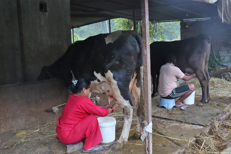 साउदीबाट फर्केर गाउँमै गाईभैंसीपालन, मासिक एक लाख बचत