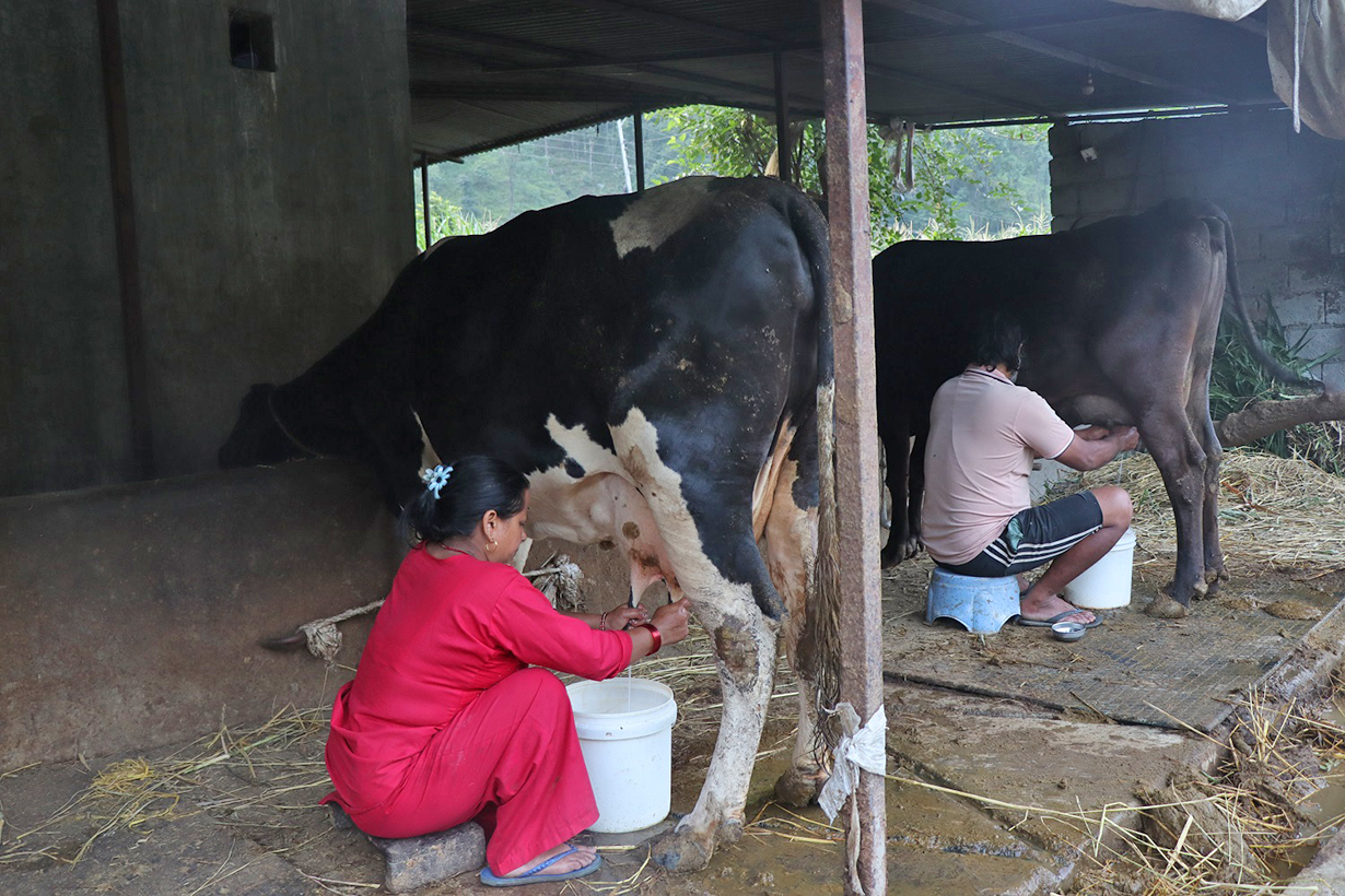 साउदीबाट फर्केर गाउँमै गाईभैंसीपालन, मासिक एक लाख बचत