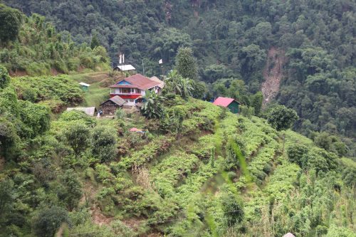 याङवरकका किसान अलैँचीप्रति आकर्षित, अन्नबाली विस्थापन