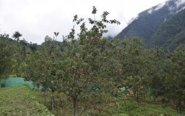 बगैँचामा स्याउ लटरम्म, किसानलाई बजारको चिन्ता
