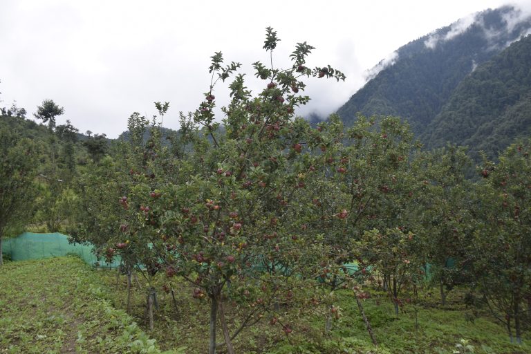 बगैँचामा स्याउ लटरम्म, किसानलाई बजारको चिन्ता