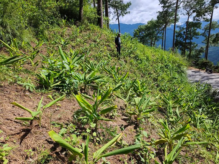 धनकुटाका सडकका दुवैतर्फ बेसार खेती