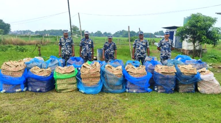 मोरङको सीमा क्षेत्रबाट बेवारिसे अवस्थामा सात हजार कुखुराका चल्ला बरामद