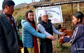 बसाइँसराइ रोक्ने छथर जोरपाटीको नयाँ सूत्र : पहिले लैनो गाई, अब सुरक्षित आवास