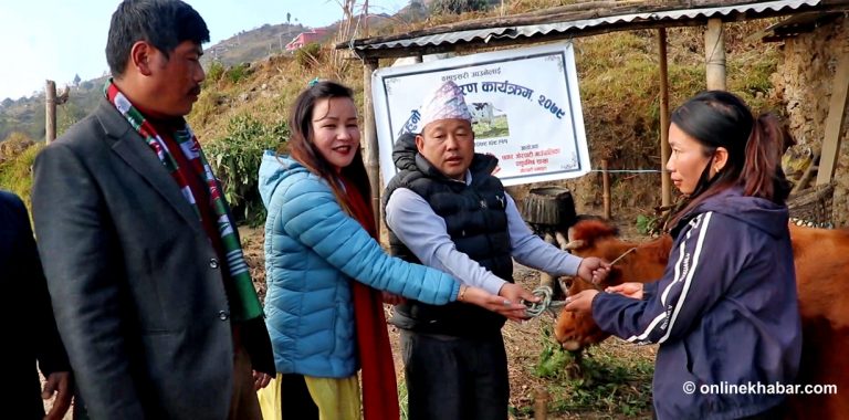 बसाइँसराइ रोक्ने छथर जोरपाटीको नयाँ सूत्र : पहिले लैनो गाई, अब सुरक्षित आवास