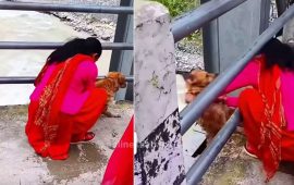 पशुमाथि क्रुरता : पुलबाट उर्लिंदो भेलमा फ्याँकियो कुकुर
