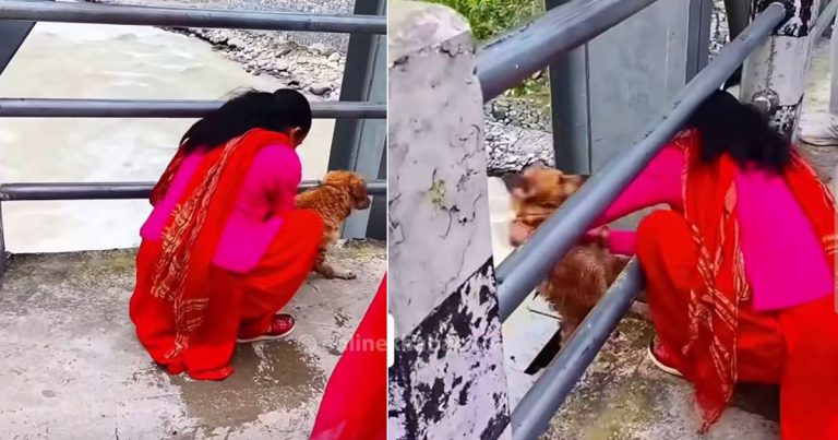पशुमाथि क्रुरता : पुलबाट उर्लिंदो भेलमा फ्याँकियो कुकुर
