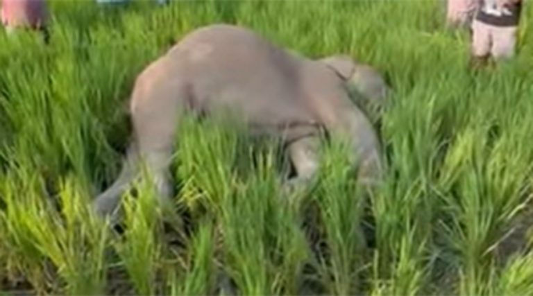 झापामा जंगली हात्ती मृत फेला