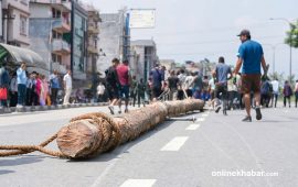 काभ्रेको नालाबाट भक्तपुर ल्याइयो इन्द्रजात्राको लिङ्‍गो (तस्वीरहरू)