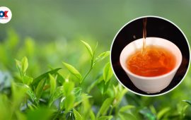 नेपालकै सर्वाधिक महंगो चिया कसरी बन्छ ? कति पर्छ मूल्य ?