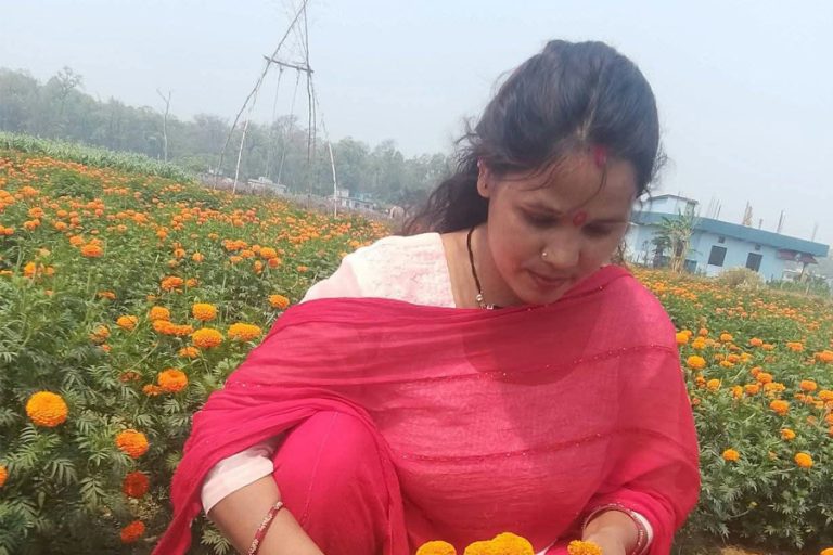 फूलखेतीबाटै मनग्य आम्दानी, वार्षिक २० लाख बचत