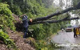 स्याङ्जाको मालुङ्गा सडकखण्डमा ढलेको रुख हटाइयो