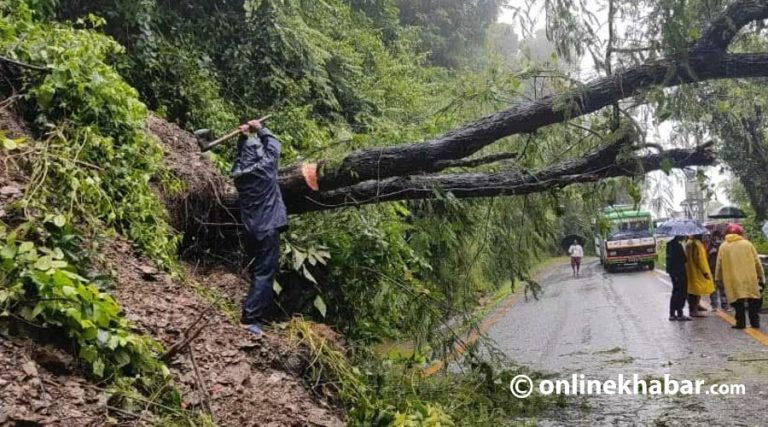 स्याङ्जाको मालुङ्गा सडकखण्डमा ढलेको रुख हटाइयो