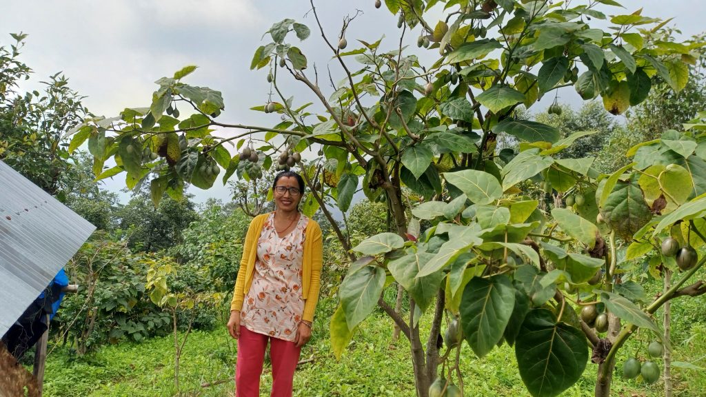 बिक्दैन भनेको एक डोको रुख टमाटर, जसले फेरिदियो लक्ष्मीको दैनिकी