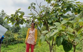 बिक्दैन भनेको एक डोको रुख टमाटर, जसले फेरिदियो लक्ष्मीको दैनिकी