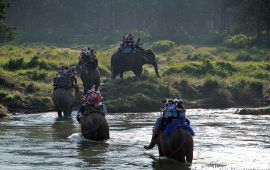 दशैंमा चितवन घुम्ने पर्यटक २० हजार, राजश्व १ करोड ७३ लाख