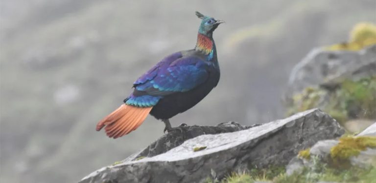 मानवीय गतिविधिले डाँफेको आवाज फेरिँदै, बासस्थान पनि माथि सर्दै