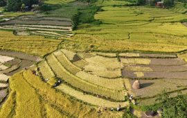 दशैँ एकातिर, धान भित्र्याउने चटारो अर्कातिर
