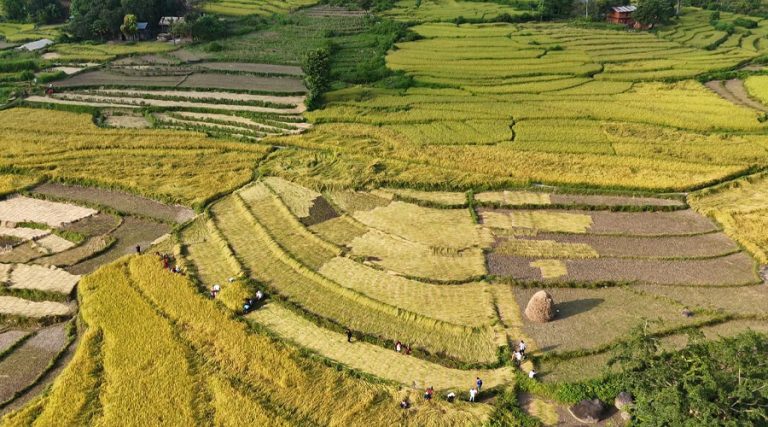 दशैँ एकातिर, धान भित्र्याउने चटारो अर्कातिर