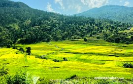 सल्लीबजार क्षेत्रमा लहलह धान (तस्वीरहरू)