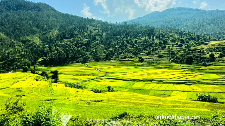 सल्लीबजार क्षेत्रमा लहलह धान (तस्वीरहरू)