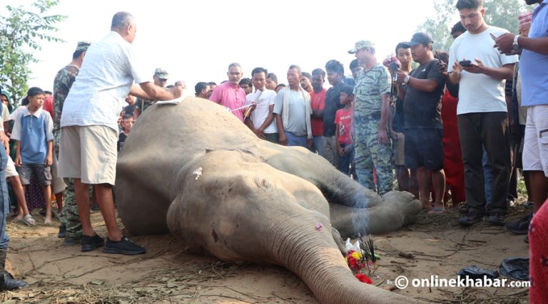 सर्लाहीको जिरायतमा पोथी हात्ती मृत फेला