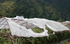 हावाहुरीले गोलभेँडा खेतीमा क्षति