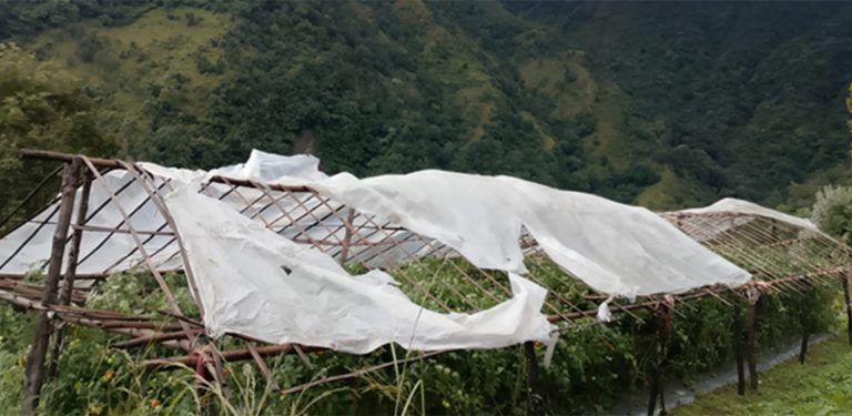 हावाहुरीले गोलभेँडा खेतीमा क्षति