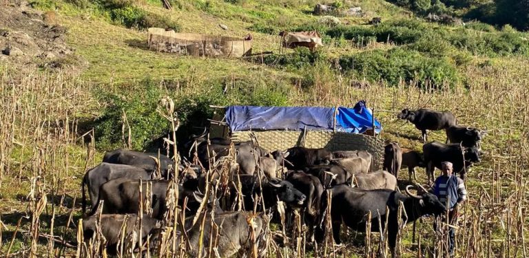 म्याग्दीका पशुगोठ बेँसी झर्न थाले