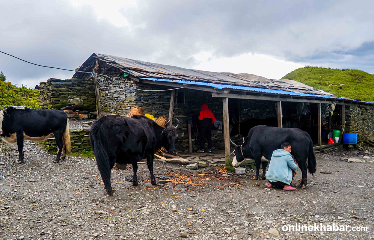 हिमाली गोठमा पुर्ख्यौली पेसा (तस्वीरहरू)