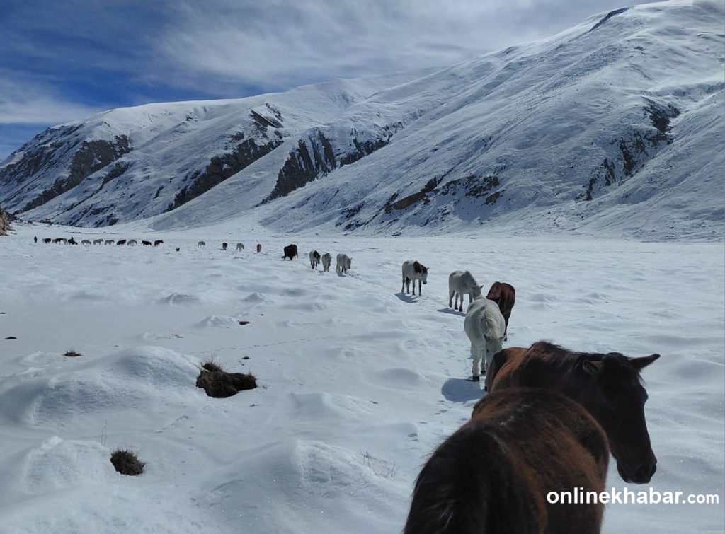हुम्लाको हिमपातमा बेपत्ता २०० पशुको झण्डै एक महिनापछि उद्धार