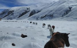 हुम्लाको हिमपातमा बेपत्ता २०० पशुको झण्डै एक महिनापछि उद्धार