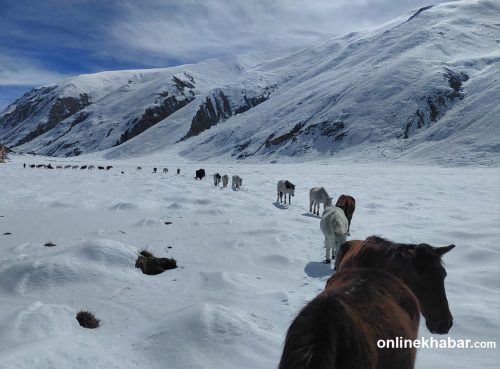 हुम्लाको हिमपातमा बेपत्ता २०० पशुको झण्डै एक महिनापछि उद्धार
