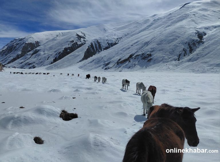 हुम्लाको हिमपातमा बेपत्ता २०० पशुको झण्डै एक महिनापछि उद्धार