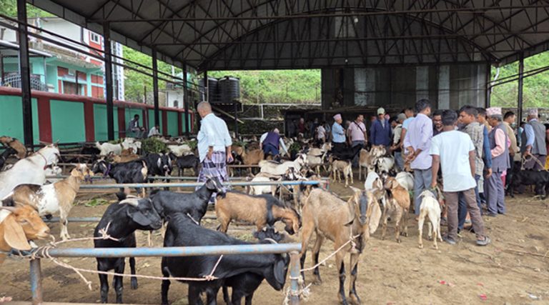 चाडपर्व नजिकिएसँगै धरानमा खसीबोकाको कारोबार बढ्यो
