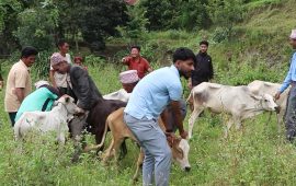 किसानलाई अनुदानमा गोरु वितरण गर्दै फेदाप गाउँपालिका