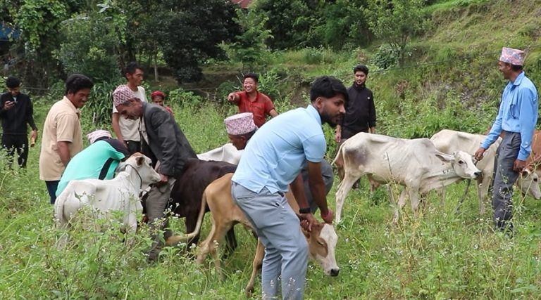 किसानलाई अनुदानमा गोरु वितरण गर्दै फेदाप गाउँपालिका